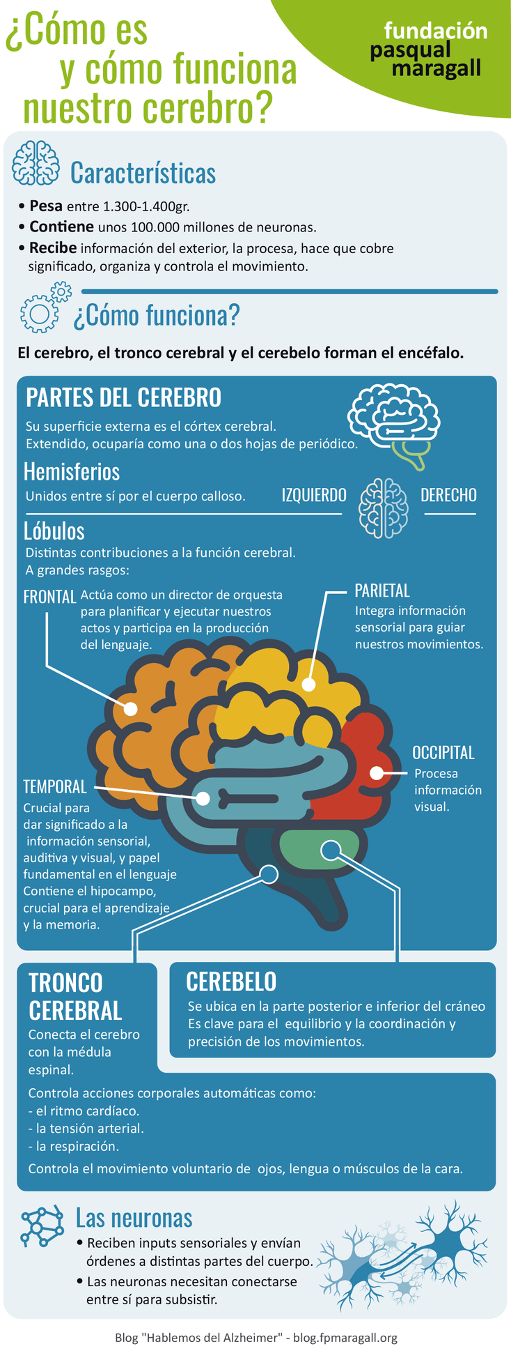 ¿Cómo es y cómo funciona nuestro cerebro?